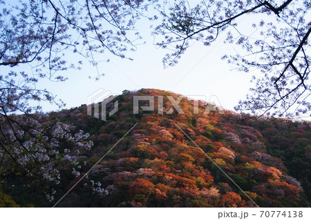 兵庫県淡路島　桜の咲く諭鶴羽ダム公園 70774138