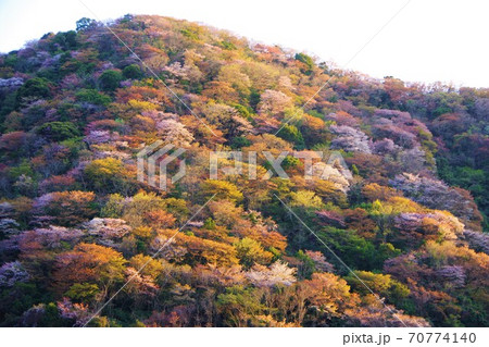 兵庫県淡路島　桜の咲く諭鶴羽ダム公園 70774140