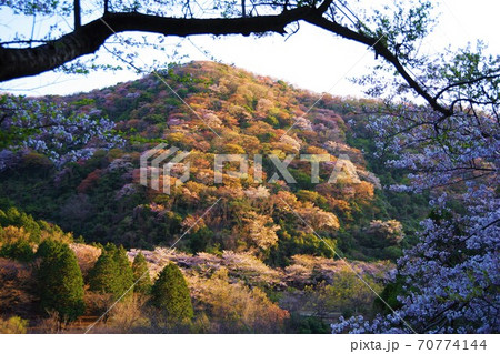 兵庫県淡路島　桜の咲く諭鶴羽ダム公園 70774144