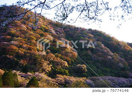 兵庫県淡路島　桜の咲く諭鶴羽ダム公園 70774146