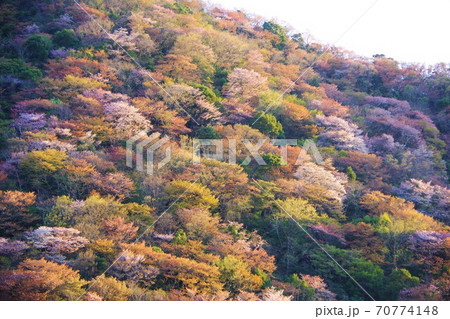 兵庫県淡路島　桜の咲く諭鶴羽ダム公園 70774148
