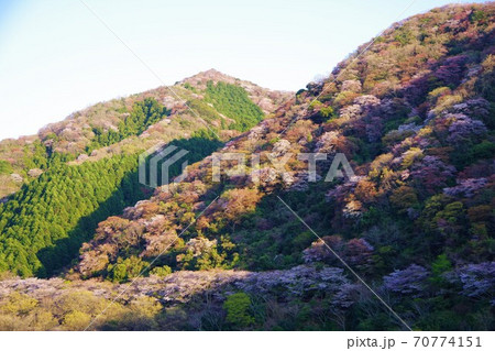兵庫県淡路島　桜の咲く諭鶴羽ダム公園 70774151