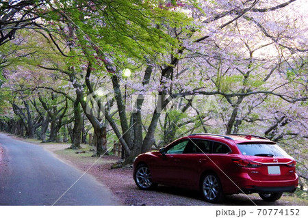 ドライブイメージ　兵庫県淡路島　桜の咲く諭鶴羽ダム公園 70774152