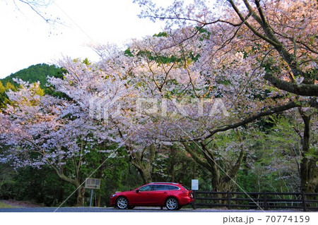 兵庫県淡路島　桜の咲く諭鶴羽ダム公園 70774159