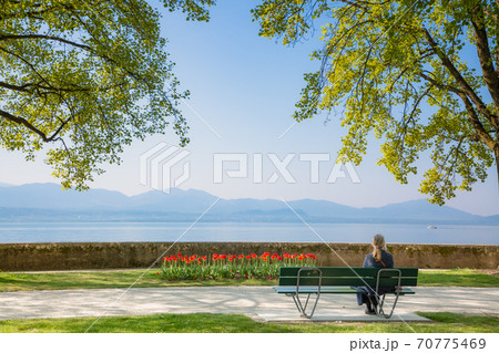 Tulips garden park festival beautiful flowers in spring season at morges city near lake leman in Switzerland, vacation in Europe. 70775469