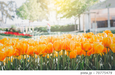 Tulips garden park festival beautiful flowers in spring season at morges city near lake leman in Switzerland, vacation in Europe. 70775479