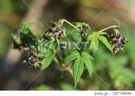 カナムグラ(鉄葎)の雌花 カナムグラ(鉄葎)の雌花 70776090