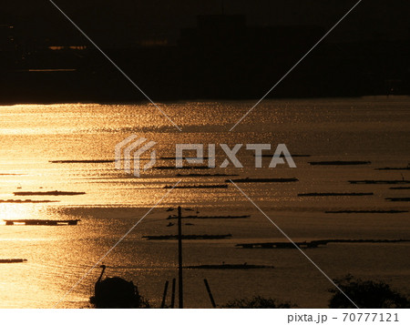 朝日に照らされた佐渡島加茂湖の牡蠣養殖筏 70777121