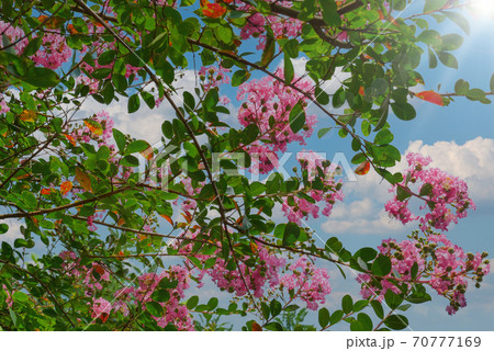 百日紅の花 70777169