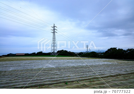 湘南三浦半島の名産大根畑の秋 湘南三浦半島の名産大根畑の秋 70777322