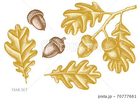 Vector set of hand drawn pastel oak 70777661