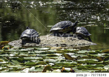 動物 岩 石 70778349