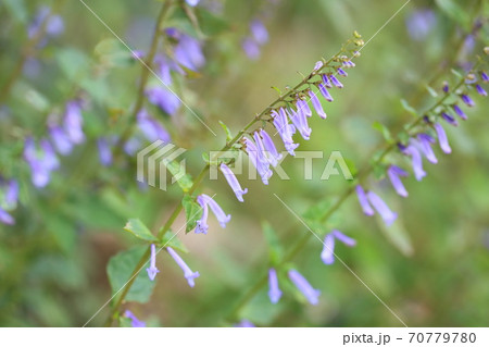 秋丁字の花 70779780