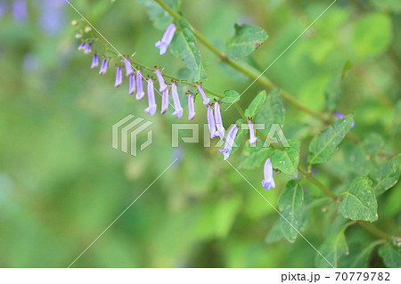 秋丁字の花 70779782