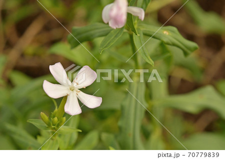植物：サボンソウ　ナデシコ科 70779839