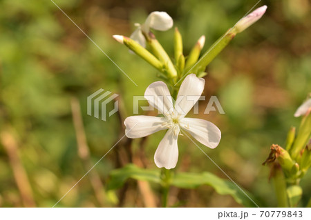 植物：サボンソウ　ナデシコ科 70779843