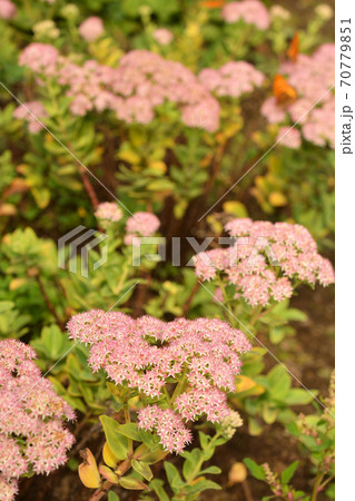 植物:ベンケイソウ ベンケイソウ科 植物:ベンケイソウ ベンケイソウ科 70779851