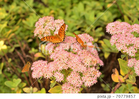 植物:ベンケイソウ ベンケイソウ科 植物:ベンケイソウ ベンケイソウ科 70779857