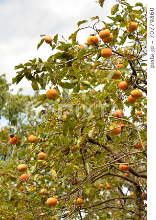 樹木：カキノキ　カキノキ科 70779860