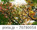 公園の紅葉 70780058