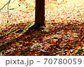 公園の落ち葉 70780059