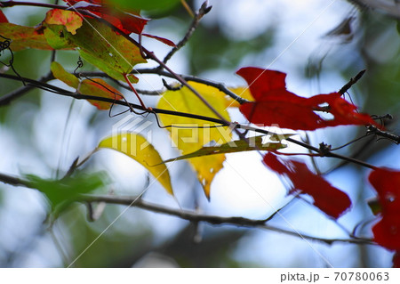 公園の紅葉 公園の紅葉 70780063