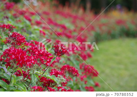 ペンタス 70780352