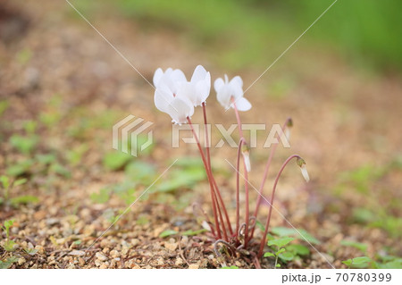 シクラメンの花 ヘデリフォリウムの写真素材