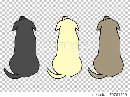 3色のラブラドールレトリバーの後ろ姿 3色のラブラドールレトリバーの後ろ姿 70781539