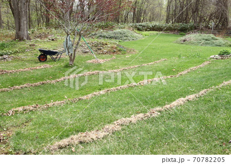 手造り芝生の広い庭 春一番の芝生の手入れ 掃除 北海道の5月の写真素材 7075
