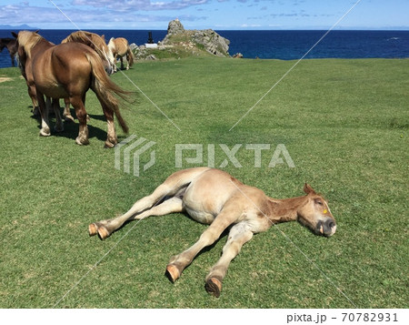 海を眺める寒立馬と寝る寒立馬 青森県下北半島尻屋崎灯台 放牧 70782931