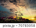 秋桜　 70783058
