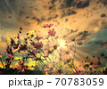 秋桜　 70783059