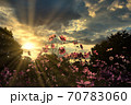 秋桜　 70783060