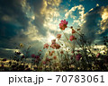 秋桜　 70783061