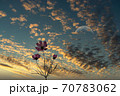 秋桜　 70783062