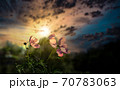 秋桜　 70783063