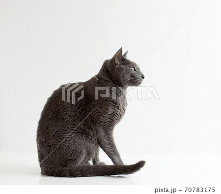 横向きの猫 白バック ロシアンブルー 横向きの猫 白バック ロシアンブルー 70783175