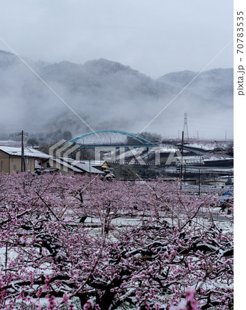 Peach flowers in bloom in the Japanese spring after a sudden and rare snowstorm Peach flowers in bloom in the Japanese spring after a sudden and rare snowstorm 70783535