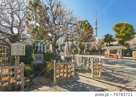 東京 亀戸 東京スカイツリーと亀戸天神社の五歳菅公像の写真素材