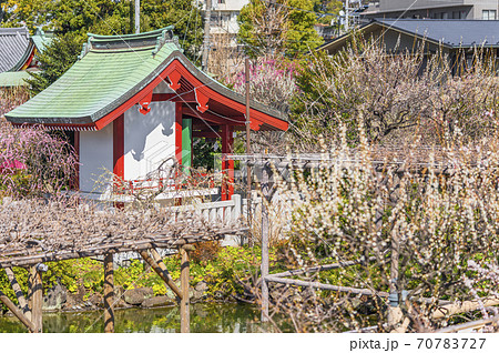 東京 亀戸 亀戸天神社の梅まつりの写真素材