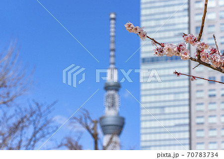 東京 錦糸町 東京スカイツリーをボケ背景に満開に咲いてる梅木の枝の写真素材