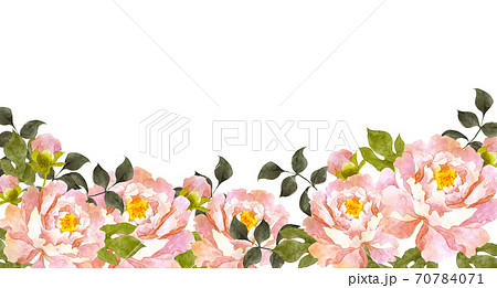 ピンクの牡丹の花 水彩画のイラスト素材