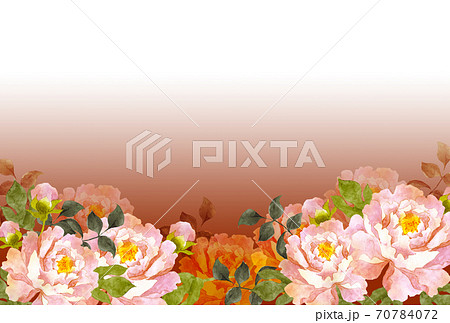 ピンクの牡丹の花 赤背景のイラスト素材