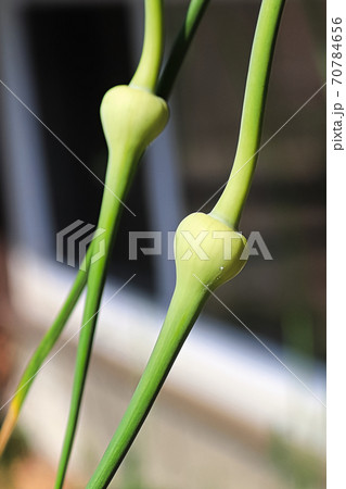 A vertical closeup of garlic scape heads 70784656