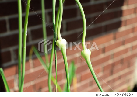 Closeup of garlic scape flower heads prior to blooming 70784657