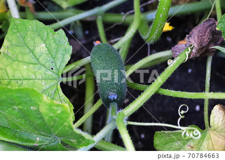 A pickling cucumber grows inbetween vines and leaves A pickling cucumber grows inbetween vines and leaves 70784663