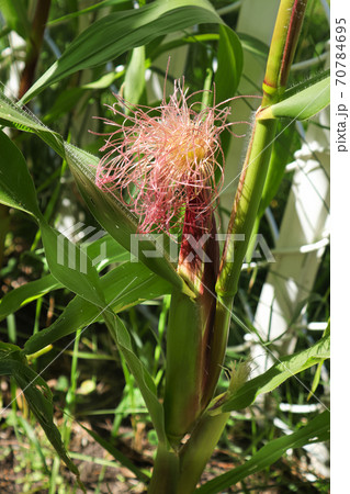 An ear of corn forming with silks on top 70784695