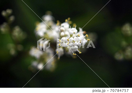 ネズミモチの開花 70784757