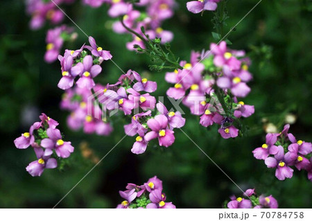 ネメシア　薄紅紫色の花 70784758